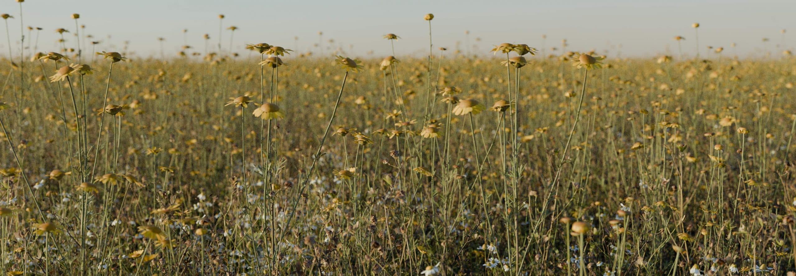 Graswald Render View